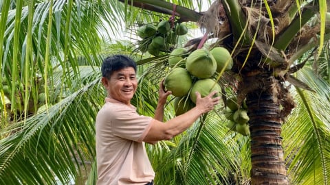 Được cháu tặng giống dừa đặc ruột, ông nông dân Cần Thơ liều trồng trên đất phèn, ai ngờ quả to bự bất ngờ