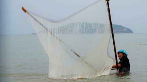 Con ruốc là con gì mà dân phường Cửa Lò ở Nghệ An mang thứ này ra hớt, 'bỏ túi' tiền triệu?