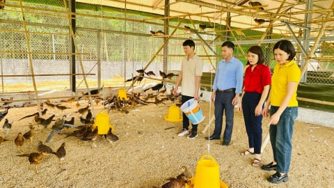 Đây là chim quý hiếm, nuôi như nuôi gà ta ở Hà Giang (cũ), bắt hết cả đàn nếu gật đầu bán