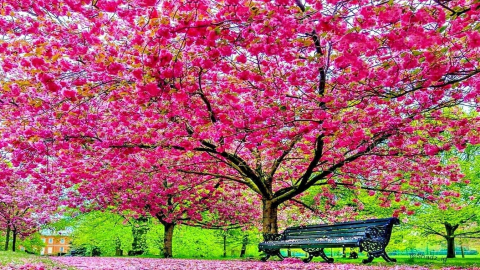 Người xưa nói: 'Trồng đúng cây trước cửa, gia đình thịnh vượng ba đời', đó là cây gì vậy? 
