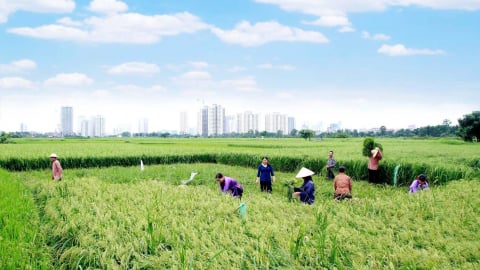 Ký ức Hà Nội: Đồng đất Mễ Trì, những mốc lịch sử tự hào 