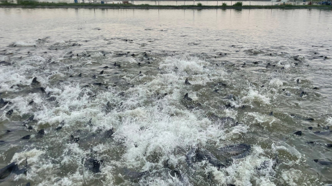 Loài 'cá tàu ngầm' toàn con to bự bơi dày đặc dưới ao, ông tỷ phú Ninh Bình bắt bán, thu 2 tỷ/năm