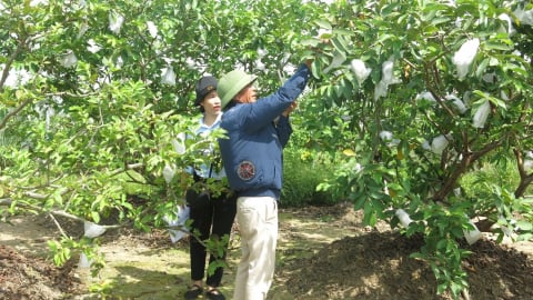 Trên cánh đồng Vua, nông dân một xã của Hải Phòng trồng giống ổi mới, đến mùa cứ ngồi gốc ổi chốt đơn thu tiền