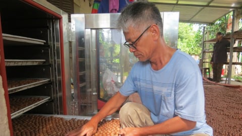 Mang giống cây 'lạ' về vựa lúa của tỉnh Phú Thọ cũ trồng cách đây 14 năm, nay ông nông dân Phú Thọ nhàn tênh thu tiền
