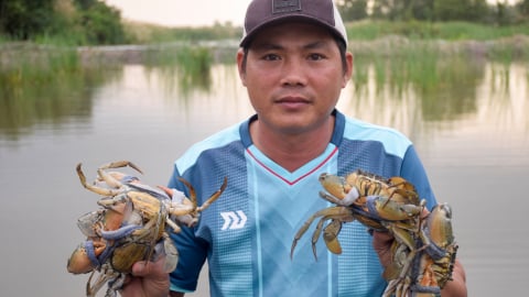 Cà Mau kỳ vọng nghề nuôi cua biển góp phần tăng trưởng kinh tế, đạt mức GRDP từ 8,5% năm 2025