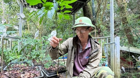 Loạt “ông lớn” nghiên cứu trồng, chế biến sâm Ngọc Linh, cây “quốc bảo” của Việt Nam