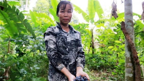 Cây trám đen giúp hàng trăm hộ dân thoát nghèo, vươn lên ổn định cuộc sống