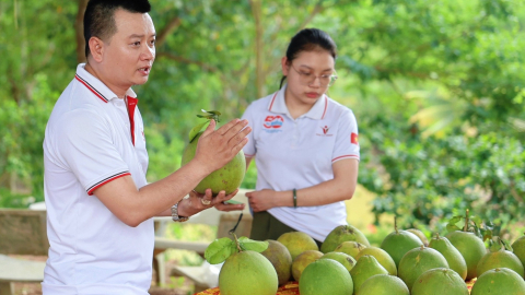 Có hơn 163.000 tấn bưởi/năm, bưởi Đồng Nai đang tìm cách thoát cảnh được mùa mà chưa chắc được giá