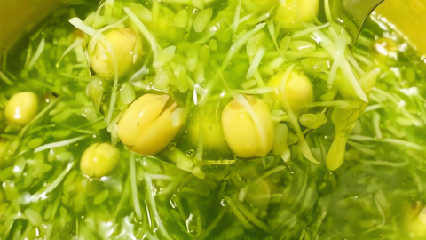 Loại hạt trắng như ngọc, thơm hơn hoa, 'thần dược' ngủ ngon, an thần, nấu món này thanh mát bổ dưỡng