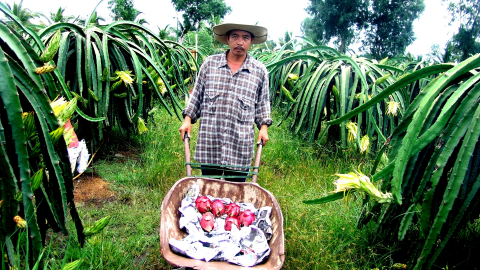 Cả làng trồng mai vàng, anh nông dân TPHCM lại 'đánh liều' đóng trụ trồng thứ cây 'xế chiều', kết quả có tốt đẹp?