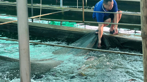Nuôi thành công thứ cá đặc sản bình dân thịt ngọt như mì chính, vì sao Hải Phòng mới (gồm Hải Dương cũ) là trung tâm?
