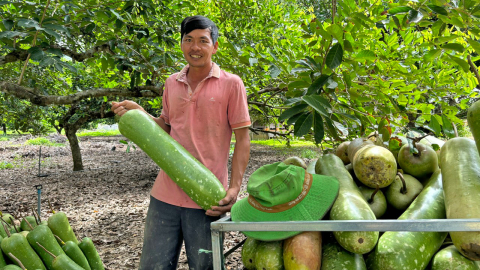 Trồng bầu sao không ăn quả mà chỉ lấy hạt, anh nông dân Lâm Đồng bán giá 450.000 đồng/kg