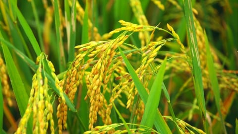 Canh tác lúa giảm phát thải phát triển bền vững vùng nguyên liệu lúa gạo xuất khẩu Đồng bằng sông Cửu Long