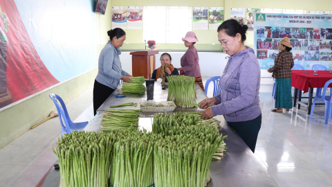 Sáp nhập tỉnh Khánh Hòa, Ninh Thuận, loại 'rau vua, rau nhà giàu' vùng hạn rộng cửa tiêu thụ