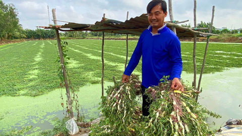 Tỉnh An Giang có một ông nông dân trồng thứ rau xưa mọc hoang, nay là rau đặc sản, hễ bán là hết veo