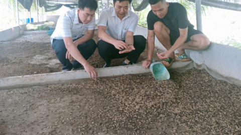 Cất bằng kỹ sư, trai Hải Phòng về quê nuôi sâu canxi làm thức ăn cho loài cá “vua”, thân thiện môi trường