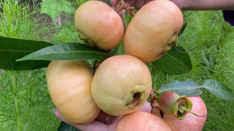 Đặc sản miền Tây Nam bộ, loại quả ngon dễ nhầm với trái ổi, hễ chín là thơm từ vườn ra ngõ, ngắm no mắt, vạn người mê