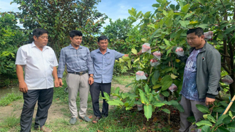 Trồng thứ cây thấp tè đã ra trái quá trời, một nông dân Hậu Giang bán 30.000 đồng/kg