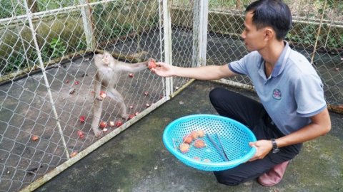 Khu rừng rộng 30.000ha ở Tây Ninh thấy động vật hoang dã la liệt, có con khỉ thò tay 'xin' quả chín
