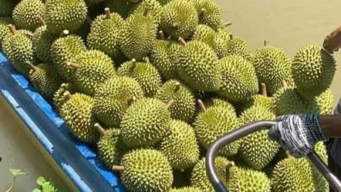Sầu riêng Ngũ Hiệp Tiền Giang, loại quả ngon, giá tốt 