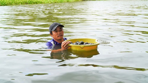 Đặc sản Bình Thuận, mò loại ốc ngon trên dòng sông nổi tiếng, lên bờ người ta tranh nhau mua