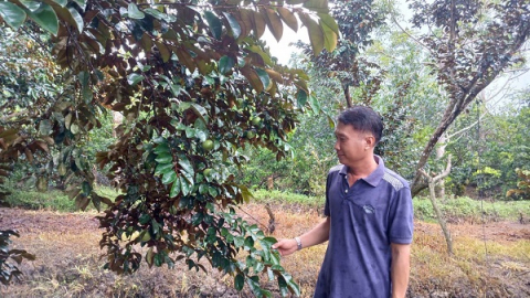 Trồng quả ngon ở Hậu Giang, trái quá trời, ông nông dân bẻ bán hút hàng