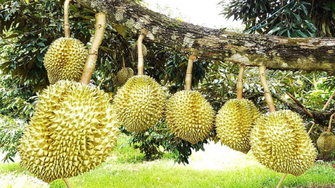 Sầu riêng đầu mùa, đây là giống sầu riêng bán giá cao nhất lúc này ở Đồng Nai