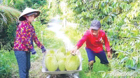 Sắp xếp đơn vị hành chính cấp xã ở Tiền Giang, xã nông thôn mới này vẫn trồng sầu riêng ngon thế này đây
