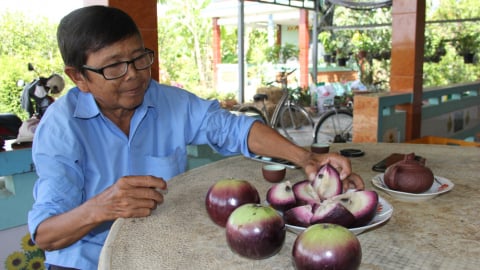 Thứ cây mới ra loại quả ngon ở Long An, nhìn thôi đã mê lắm rồi, ăn cả vỏ, bán 50.000 đồng/kg