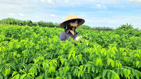 Ra đồng mênh mông trồng thứ rau tốt um, ngọt như mì chính, dân một xã ở Hải Dương bán gọn lẹ như tôm tươi