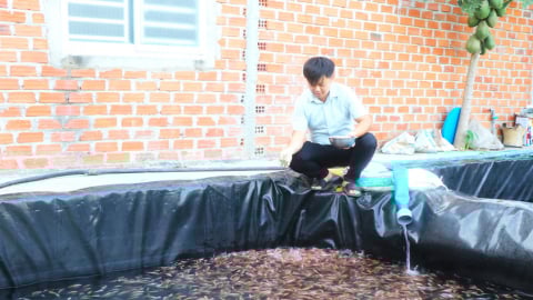 Nuôi cá ngon dày đặc trong chuồng heo cũ, nước thải đem tưới rau, một nông dân Gia Lai thu lãi hàng trăm triệu
