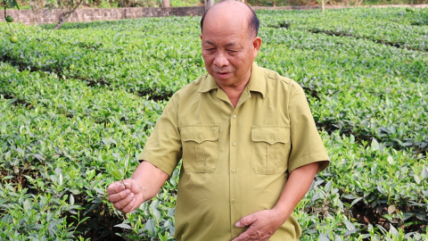 Gác súng về làm nông dân, một cựu chiến binh ở Yên Bái trồng 200ha cây gì mà ra sản phẩm OCOP, cả làng phục lăn?