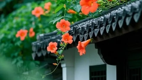 Đừng trồng hồng leo, cây cảnh này mới là nữ hoàng mùa hạ, chạm đất là sống, thu hút may mắn, tài lộc