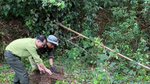 Cách TP HCM gần 200km, la liệt động vật sách Đỏ, cây cổ thụ to như bức tường ở một khu rừng nổi tiếng Bình Phước