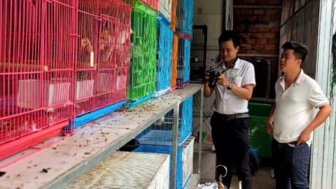 Loại chim to hơn viên kẹo, đã hót hay lại còn đột biến, anh nông dân Tiền Giang nuôi thành công, bán 5-7 triệu/con