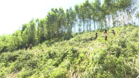 Chuyển mục đích hơn 30,3 ha đất rừng sản xuất ở Quảng Ngãi để thực hiện dự án 3.737 tỷ đồng
