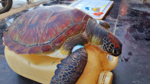 Một con động vật hoang dã ngoài biển Quảng Ngãi có tên trong sách Đỏ bị vướng 'lưới ma'
