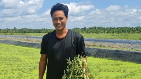 Thứ rau đặc sản bơi nước tốt um ở một xã của Trà Vinh, dân hái lên thương lái 'khuân đi' hết