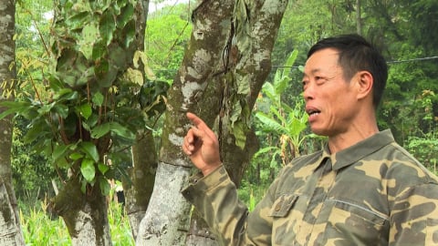 Đau đầu bởi nạn sâu bọ hoành hành, một nông dân Bắc Kạn điều cả triệu quân kiến vàng đi dẹp loạn