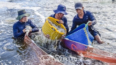 Kiểu nuôi tôm của nông dân Cà Mau không cần thay nước, cho tôm ăn chuối, gừng, ở chung với rong, bắt lên hàng tấn toàn con to khỏe