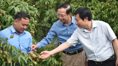 Phó Chủ tịch BCH Trung ương Hội Nông dân Việt Nam ấn tượng giống vải đặc sản ở Quảng Ninh
