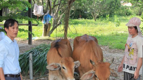 Nuôi bò sinh sản con nào cũng khỏe, trồng cây ăn quả vườn nào cũng đẹp, dân một xã ở Khánh Hòa thoát nghèo, vươn lên khá giả