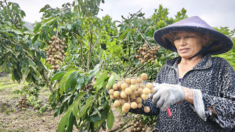 Cả làng ở Bình Định phục lăn nông dân trồng nhãn ra quả quanh năm, cây thấp tè trái quá trời