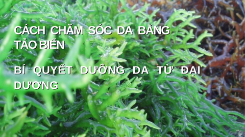 Cách chăm sóc da bằng tảo biển – bí quyết dưỡng da từ đại dương