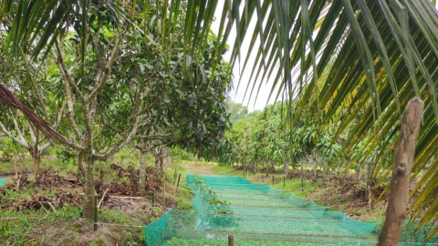 Đào rãnh trong vườn, dưới nuôi con đặc sản, trên trồng cây ra quả ngon, nông dân Kiên Giang 'nhặt' tiền rủng rỉnh