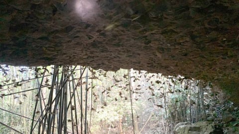 Sáp nhập tỉnh Bình Phước, Đồng Nai sở hữu một cái hang khổng lồ, từ đó bay ra la liệt một loài động vật hoang dã