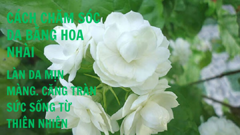 Cách chăm sóc da bằng hoa nhài: Làn da mịn màng, căng tràn sức sống từ thiên nhiên