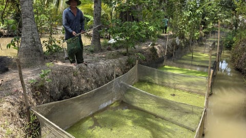 Con đặc sản hiền khô này toàn ăn đồ rẻ tiền, nuôi thành công ở Bến Tre, bắt bao nhiêu thương lái mua bấy nhiêu