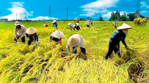 Nông dân 'khát vốn', cần gói tín dụng đặc thù cho nông nghiệp: Chuyên gia nói gì?