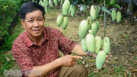 Đây, giống xoài mới lạ ở Bến Tre, cây thấp tè trái thả tha la quá trời, có một cây đầu dòng hiếm có